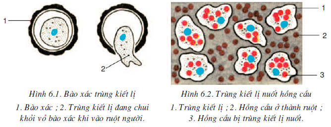 Trùng Kiết Lị Kí Sinh Ở Đâu?