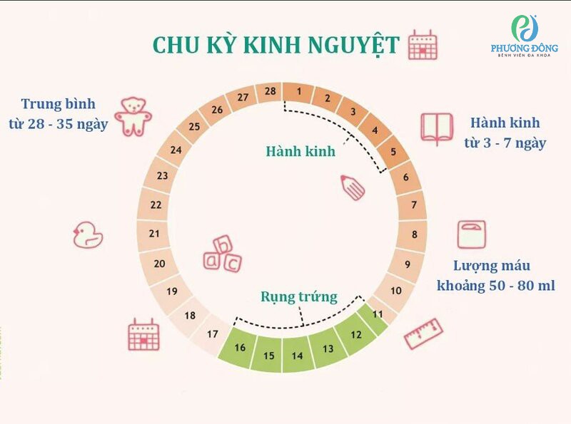 Trứng rụng bao lâu thì hết?