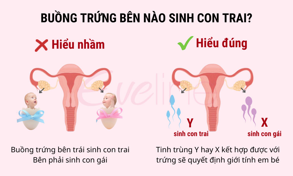 Trứng rụng bên trái hay phải?