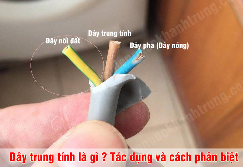 Trung Tính Là Gì?
