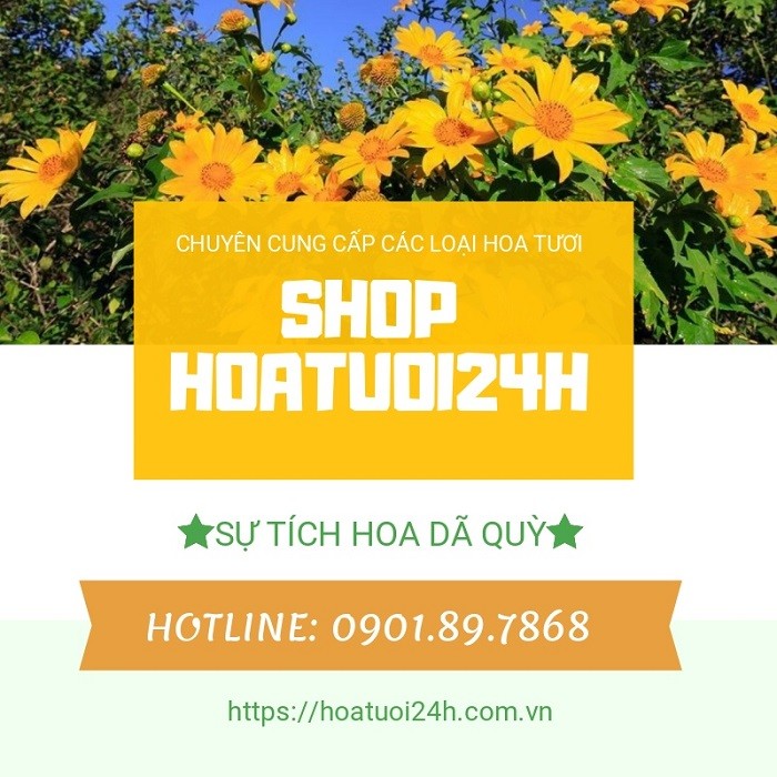 Sự tích hoa Dã Quỳ - Nguồn gốc và ý nghĩa Gallery 1