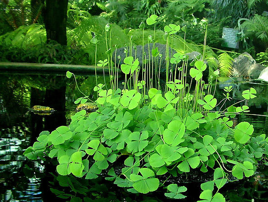 Tứ Diệp Thảo Là Gì?