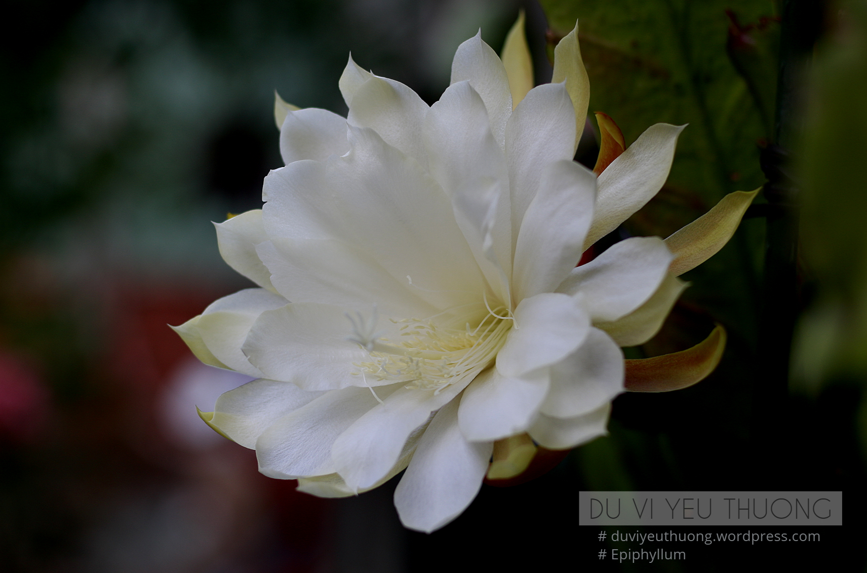 Từ ghép với Quỳnh: Những gợi ý hay và ý nghĩa Gallery 2