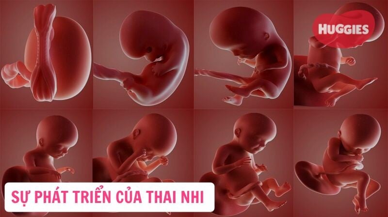 Thai mấy tuần thì đạp? Gallery 2