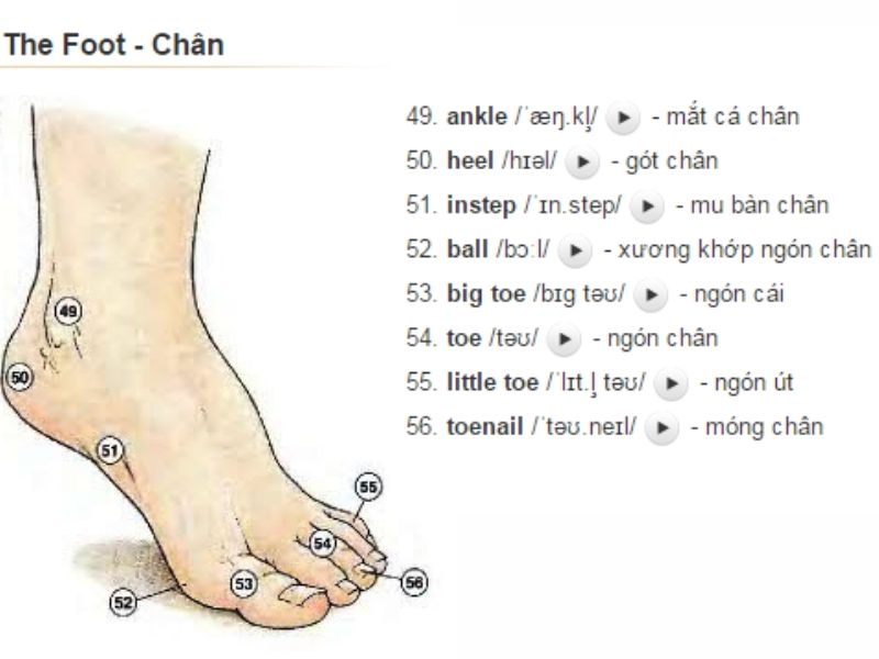 Cái chân đọc tiếng Anh là gì? Gallery 2