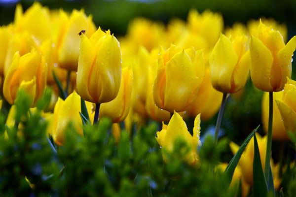 Tulip Vàng Có Ý Nghĩa Gì?