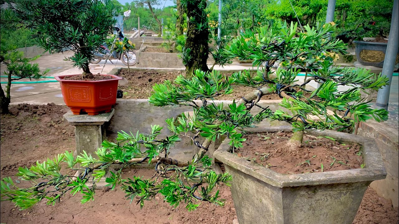 Tùng La Hán Dáng Huyền