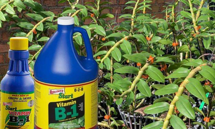 Tưới B1 cho cây có tác dụng gì?