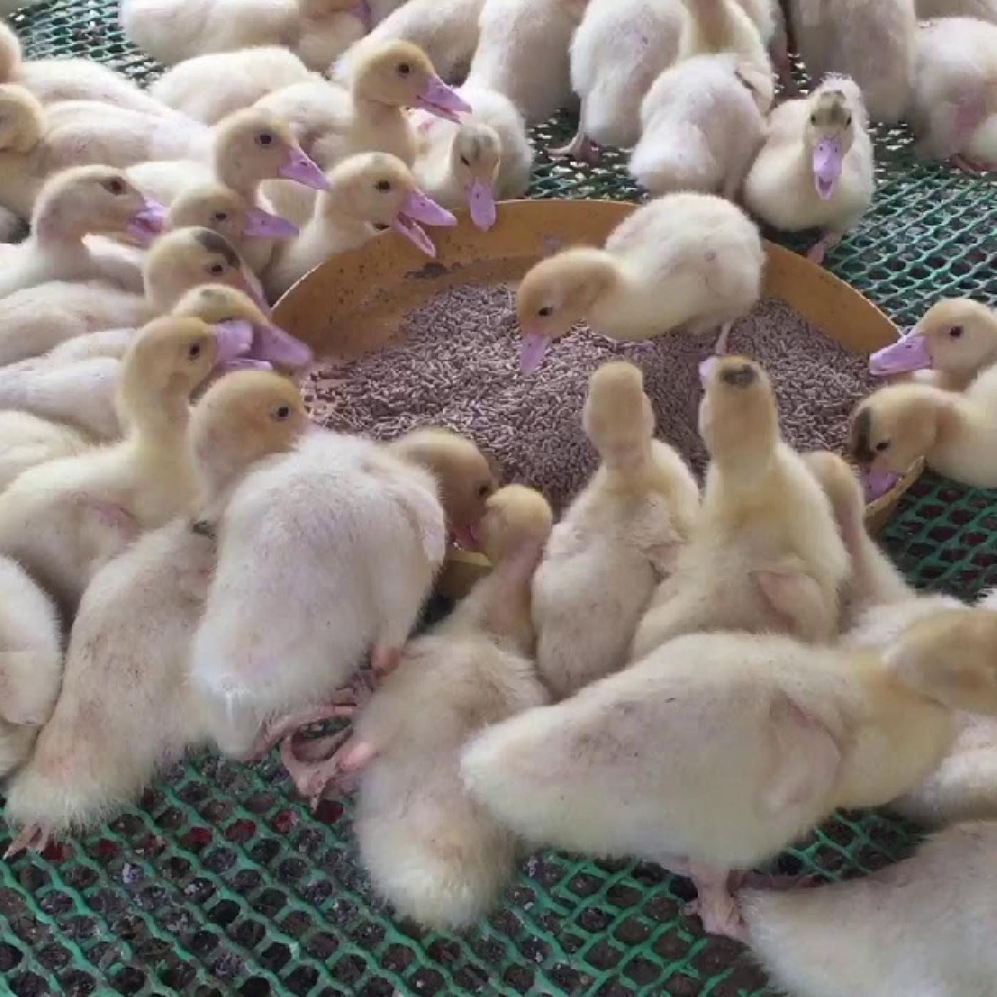 Tuổi Con Ngan Con Là Bao Nhiêu?