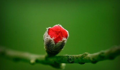 Tuổi Hồng Là Gì? Gallery 2