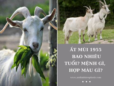 Tuổi Mùi 1955 Bao Nhiêu Tuổi?