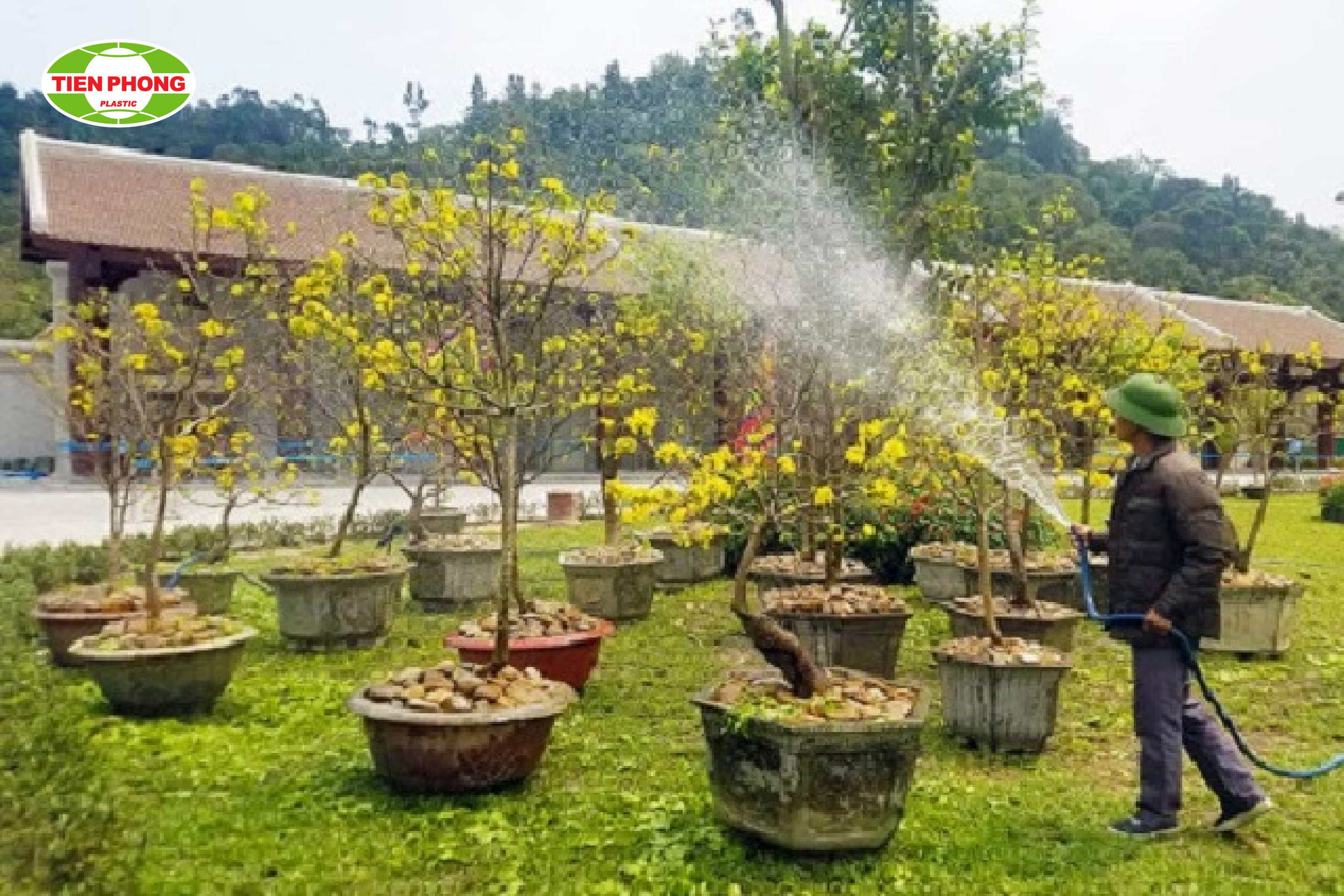 Tưới nước ấm cho cây mai