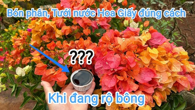 Cách Chăm Sóc Bông Giấy Gallery 1