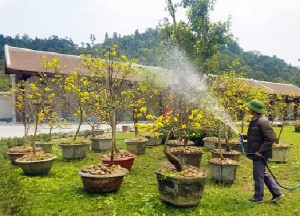 Chăm sóc mai sau Tết để cây nở hoa rộ vào năm sau Gallery 1