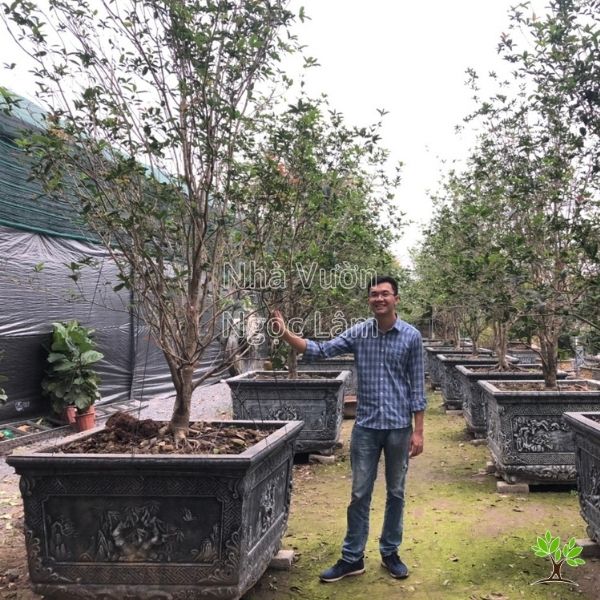 Chăm sóc cây Mộc Hương Gallery 1