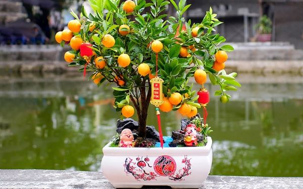 Cách Chăm Sóc Cây Quất Trong Chậu Sau Tết Gallery 2