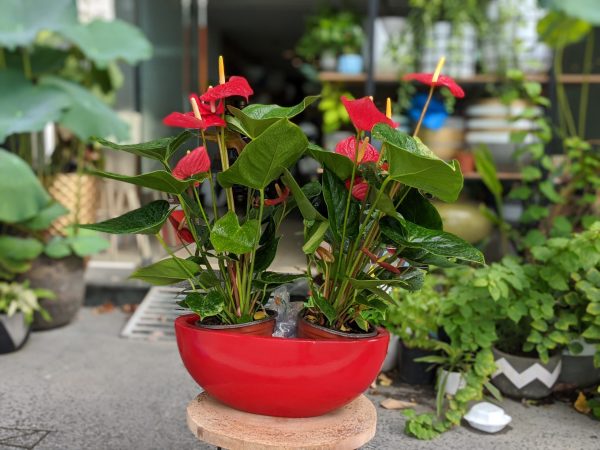 Cách Chăm Sóc Cây Hồng Môn Đơn Giản Mà Hiệu Quả Gallery 2