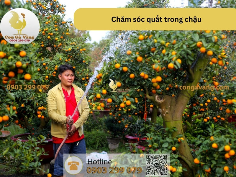 Cách Chăm Quất Trong Chậu Gallery 2