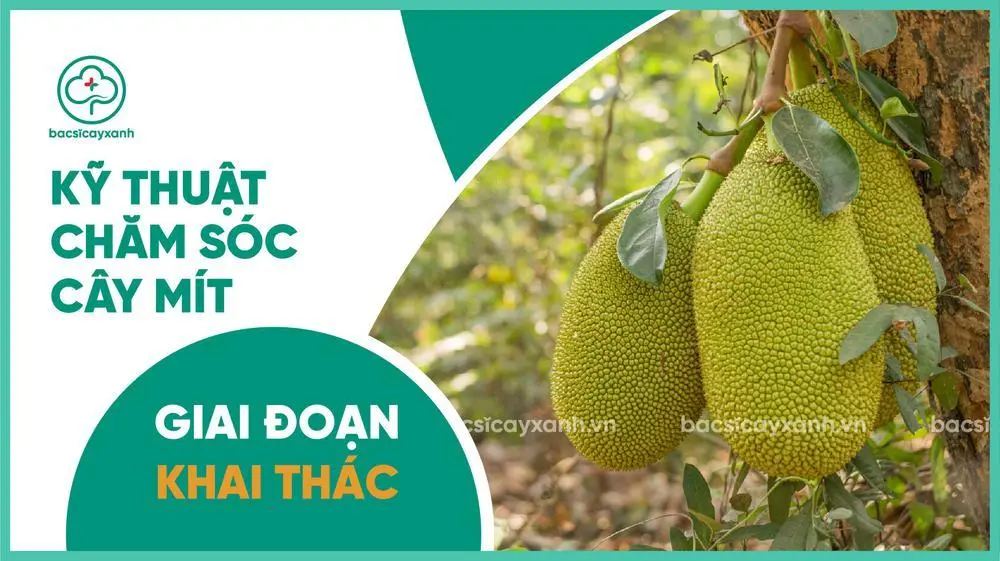 Cách Chăm Sóc Mít Thái Khi Có Quả Gallery 2