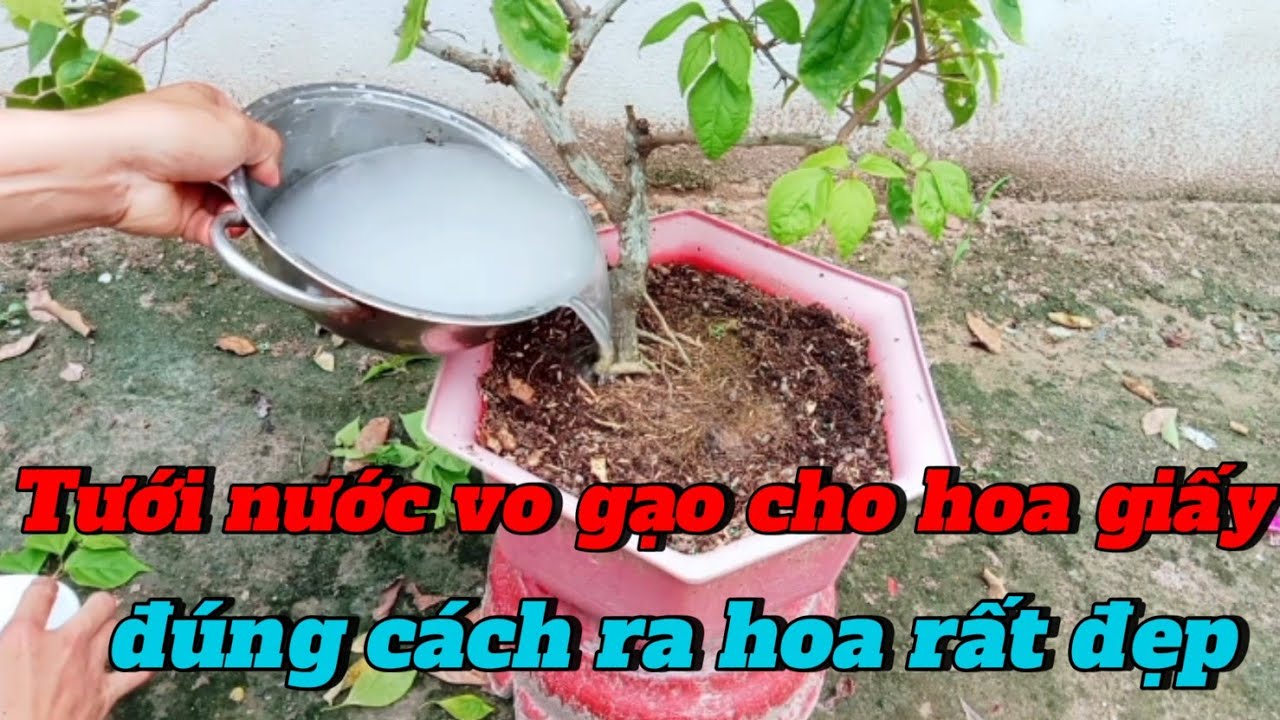 Tưới Nước Vo Gạo Cho Cây Hoa Giấy