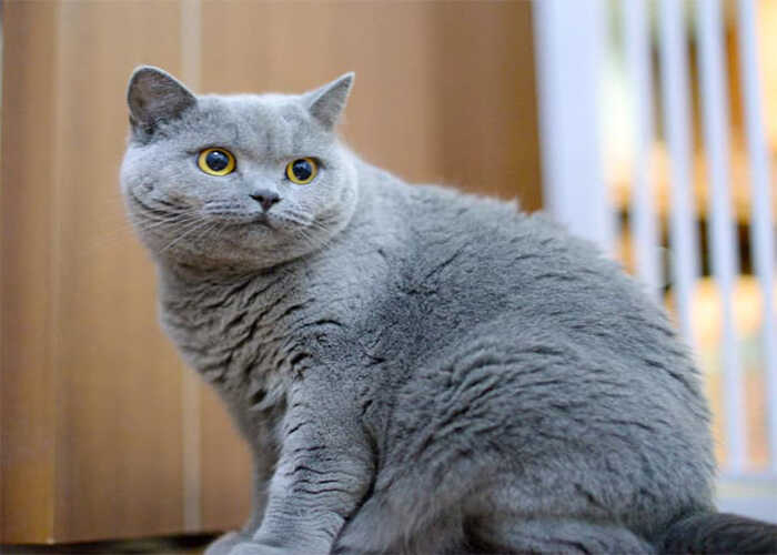 Tuổi Thọ Mèo Anh Lông Ngắn