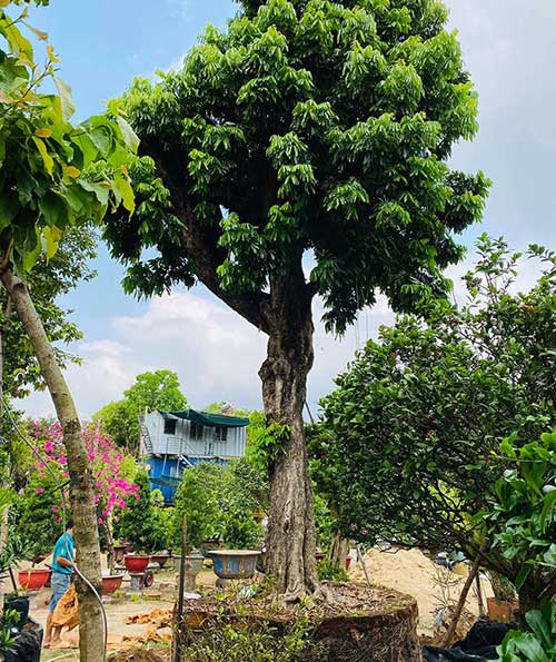 Cây Nhãn Cổ Thụ: Tuổi Thọ, Giá Trị Và Những Điều Thú Vị Gallery 1