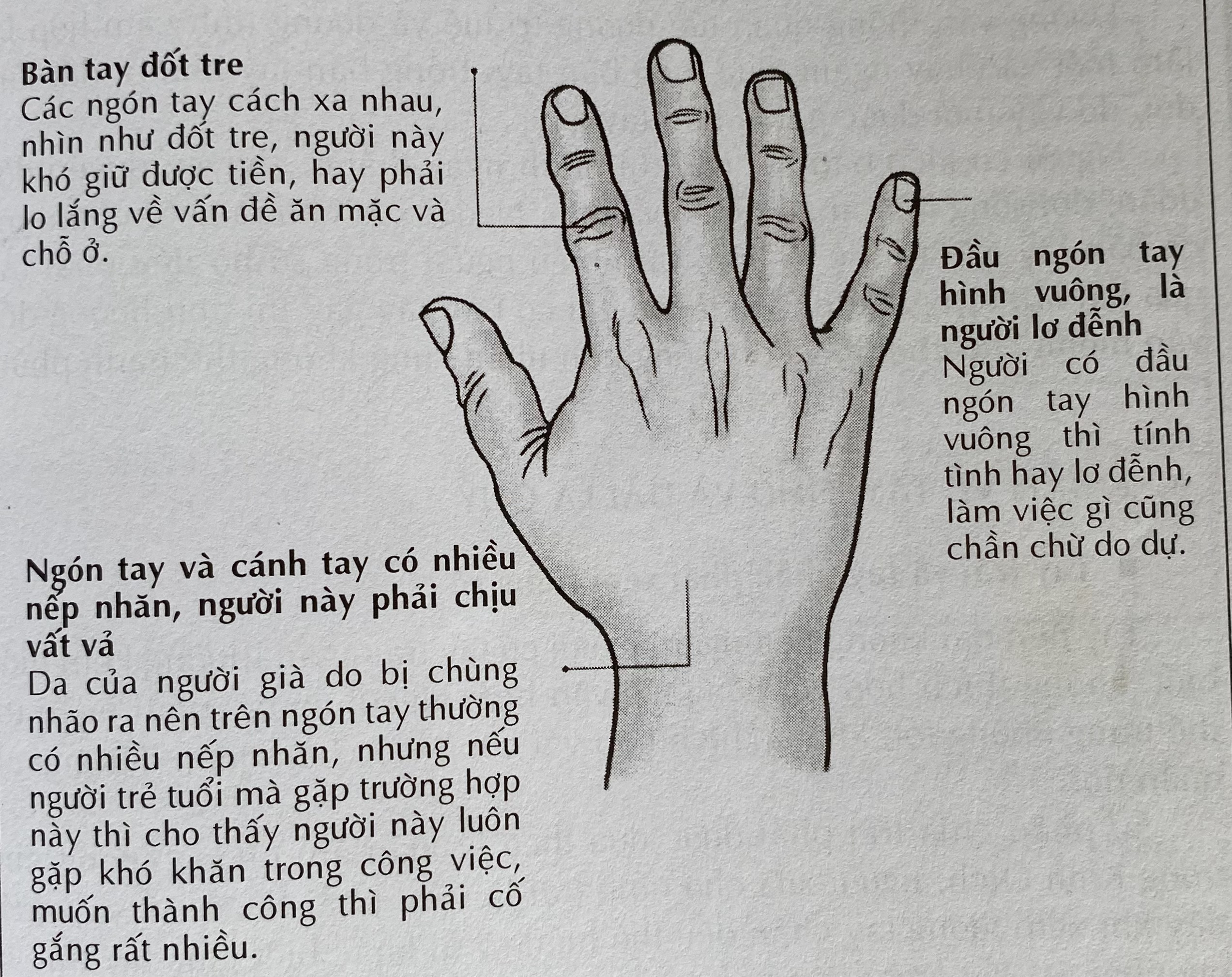 Tướng Bàn Tay Đầy Đặn: Ý Nghĩa và Sự Thịnh Vượng