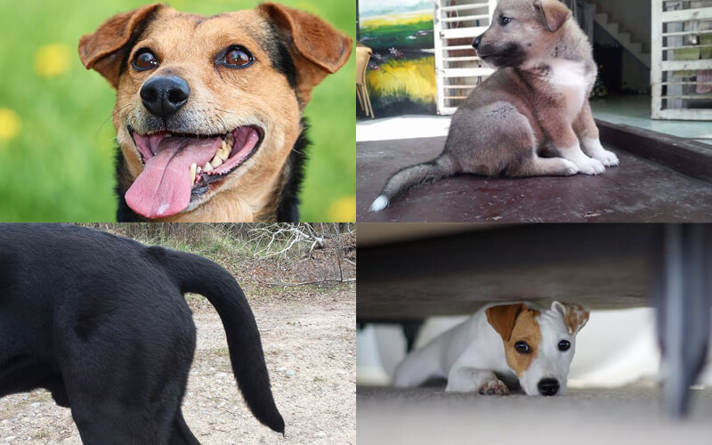 Tướng Chó Xấu Không Nên Nuôi