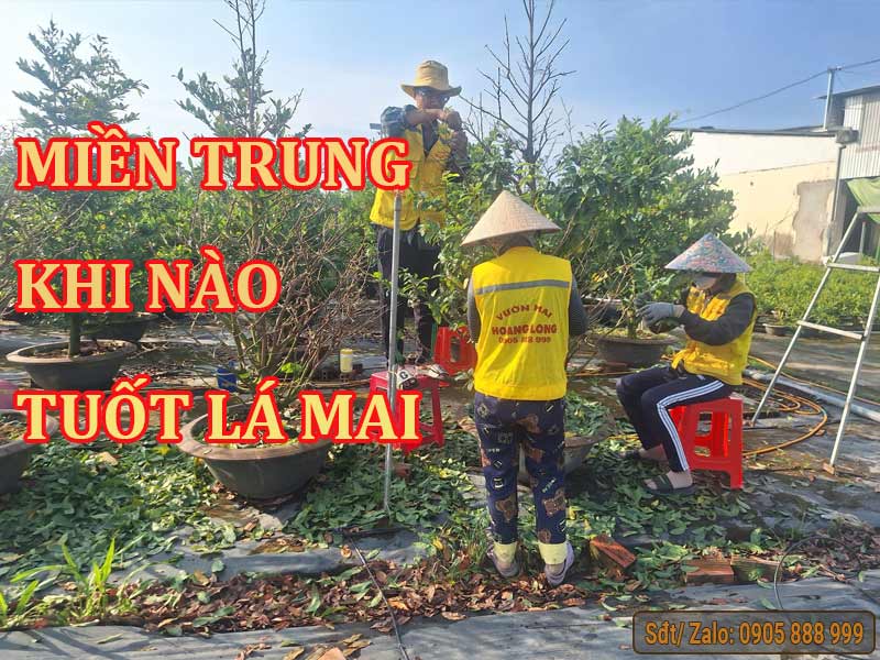 Tuốt Lá Mai Vào Tháng Mấy? Gallery 2