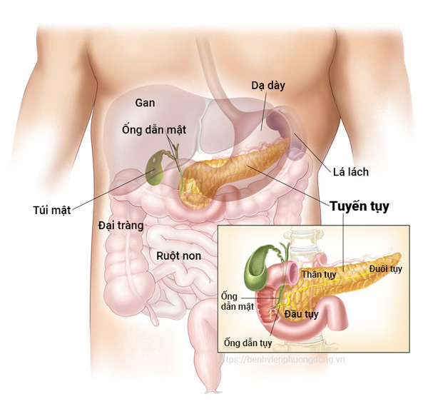 Tuyến Tụy Nằm Ở Đâu?