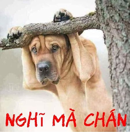 Bình Luận Bá Đạo Hài Hước: Tuyệt Chiêu Khiến Bạn Cười Ngất Gallery 1