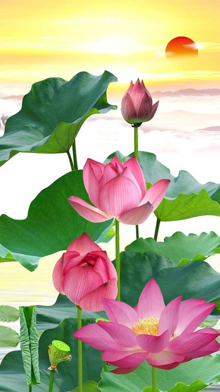 Hình Bông Sen Đẹp Gallery 1
