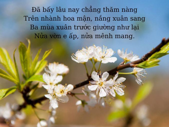 Thơ về Hoa Mận: Hương Sắc Miền Cao Nguyên Gallery 2