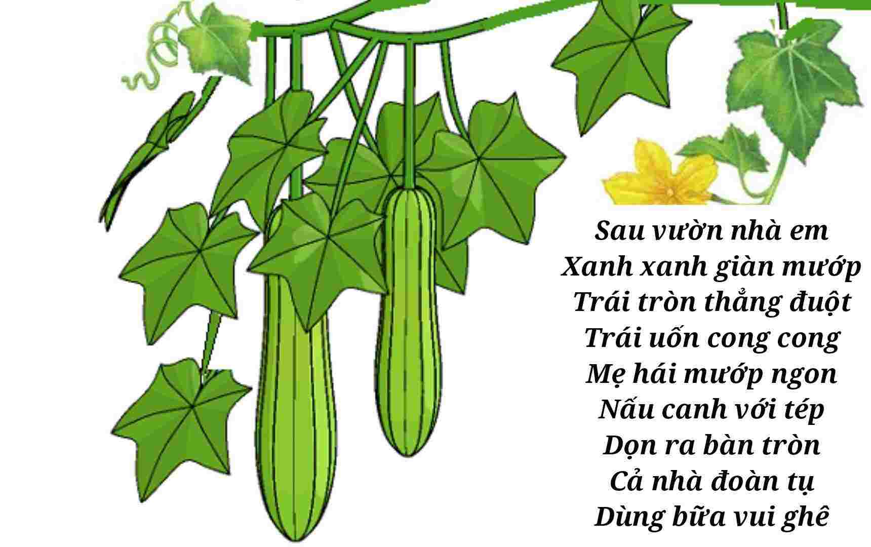 Bài Thơ Giàn Mướp Hay Nhất Gallery 1