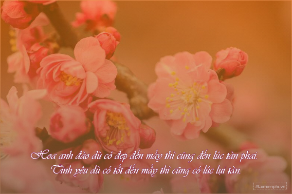 Status Hoa Đào Hài Hước: Cười Ngất Ngây Với Những Câu Chú Đắc Ý Gallery 1