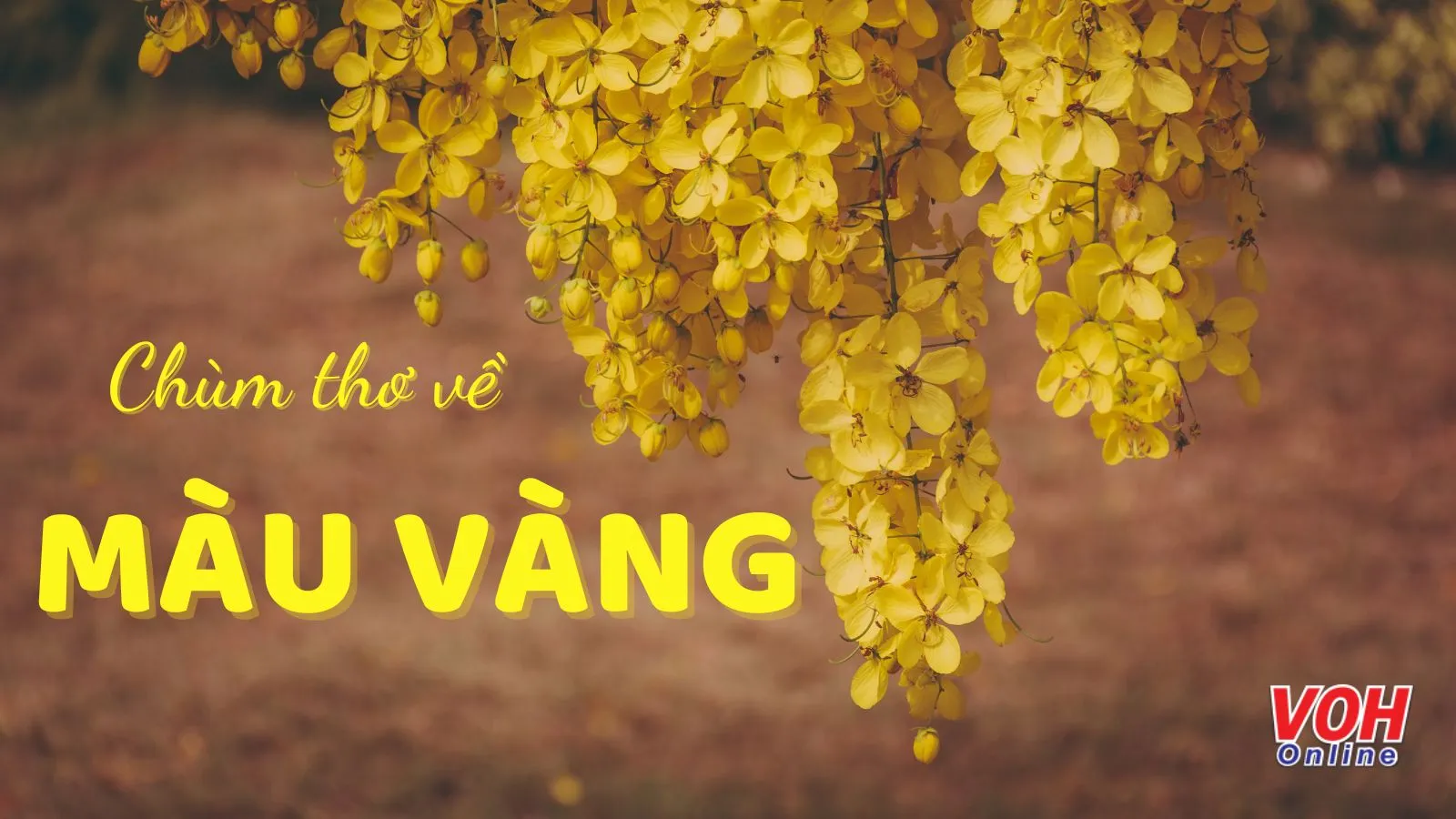 STT Hài Hước Về Màu Vàng: Cười Ngất Ngây Với Những Câu Nói Bá Đạo Gallery 2