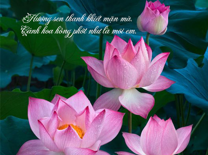 STT Hoa Sen Hài Hước:  Tuyển Tập Những Câu Nói Chế Bá Đạo Nhất Gallery 2