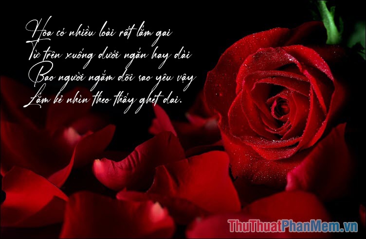 Thơ 2 câu về hoa hồng Gallery 1