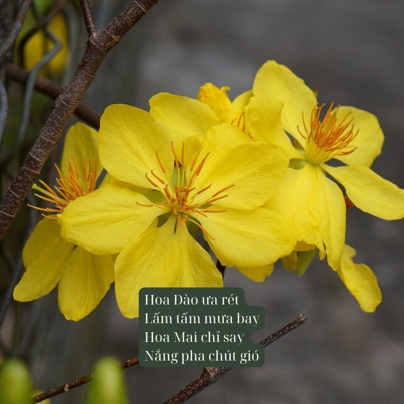 Thơ 4 Chữ Về Hoa Mai Gallery 1