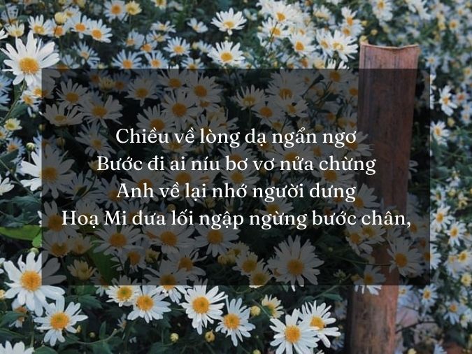 Thơ Cúc Họa Mi - Tuyển Tập Thơ Hay Về Loài Hoa Nhỏ Xinh Gallery 2