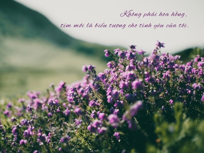 Thơ Màu Tím Thả Thính: Những Câu Thơ Hay Nhất, Lãng Mạn Nhất Gallery 1