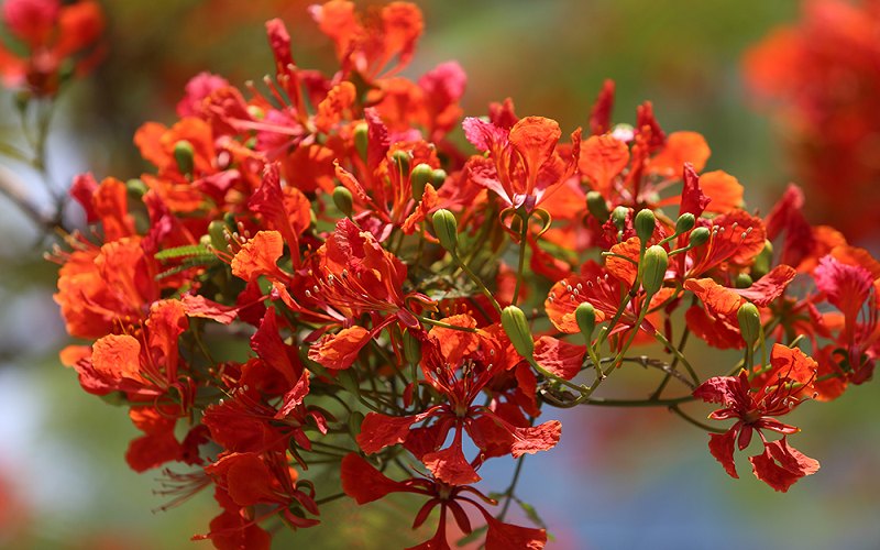 Thơ tháng 5 mùa hoa phượng Gallery 1