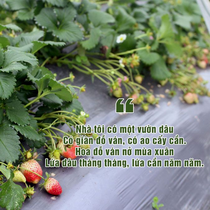 Thơ về Dâu Tây: Những vần thơ ngọt ngào về trái cây mùa hè Gallery 1