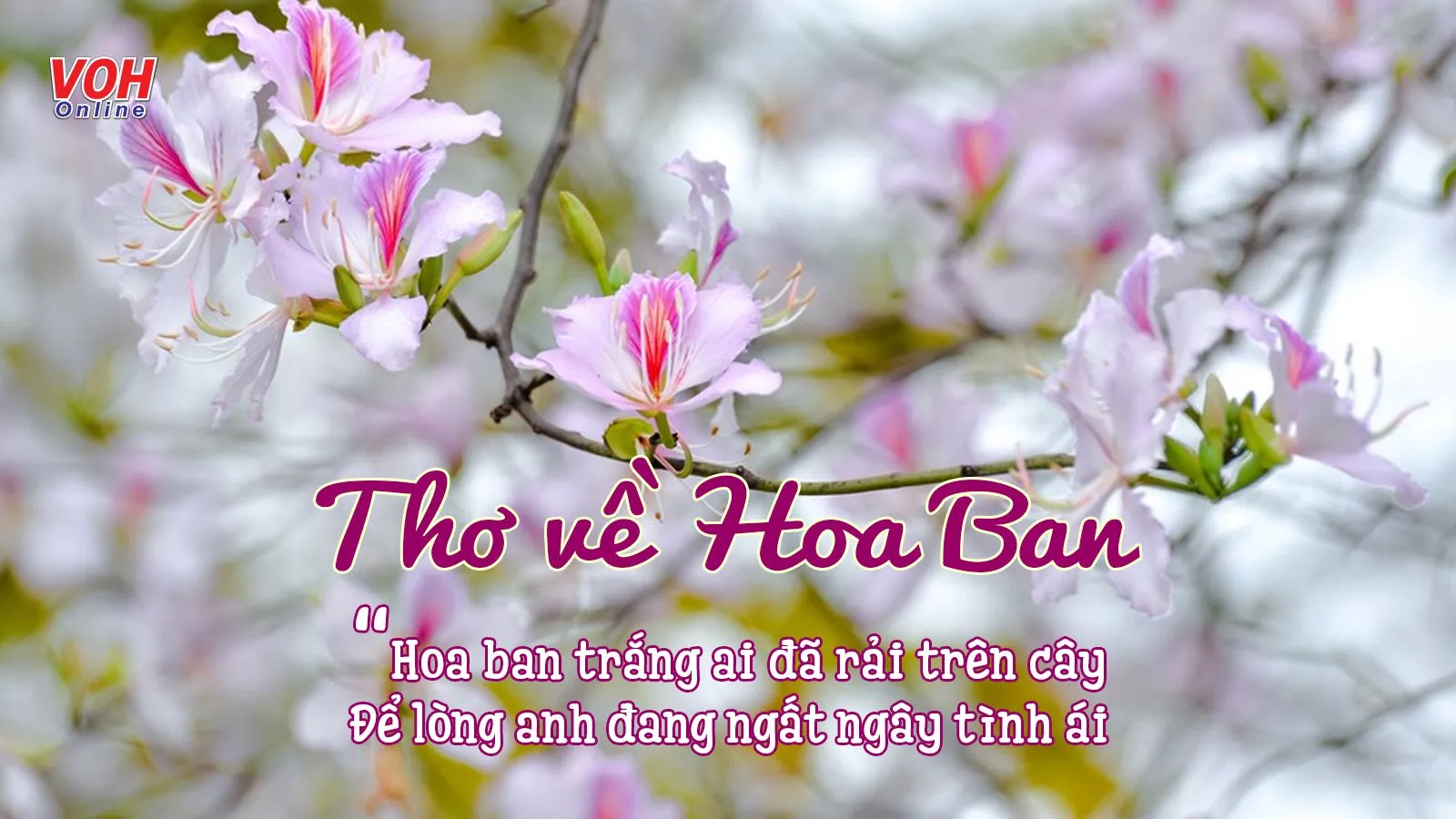 Thơ về Hoa Ban - Vẻ Đẹp Tinh Khôi của Tây Bắc Gallery 1
