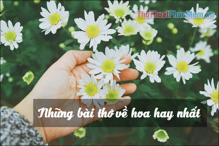 Thơ Về Hoa: Tuyển Tập Thơ Hay Về Hoa Đẹp Nhất Gallery 1