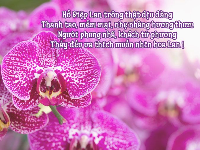Thơ Về Hoa Lan: Tuyệt Tác Thi Ca Về Vẻ Đẹp Kiêu Sa Gallery 1