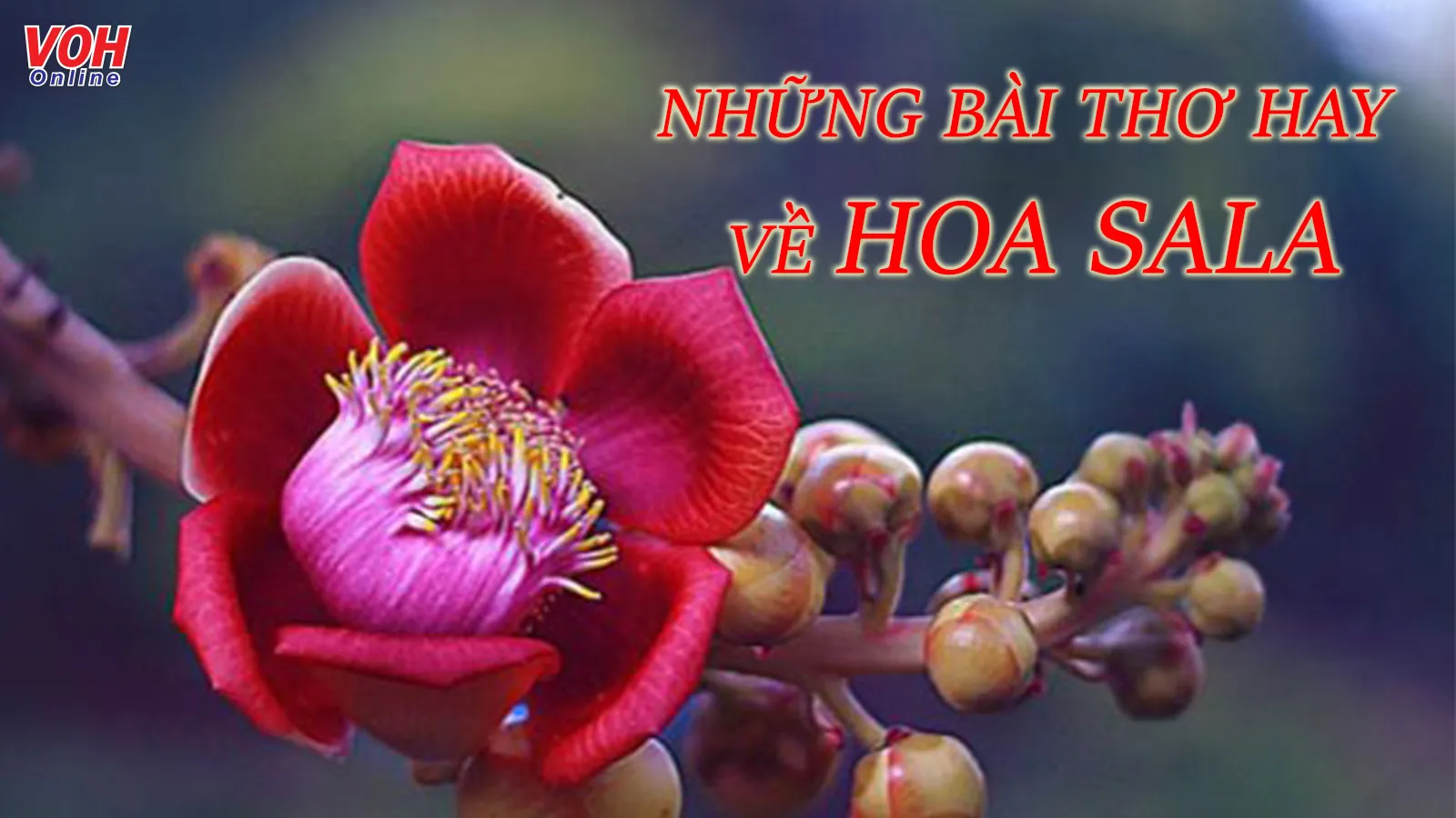 Thơ về hoa Sala Gallery 2
