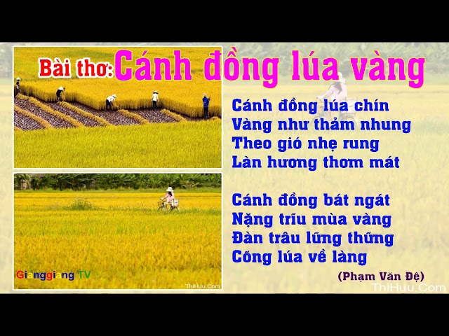 Thơ về Lúa Chín - Mùa Vàng Rực Rỡ Gallery 2