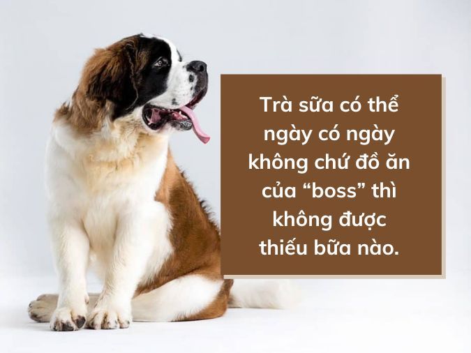 Thơ Vui Về Chó: Những Bài Thơ Ngộ Nghĩnh Về Bạn Bốn Chân Gallery 1
