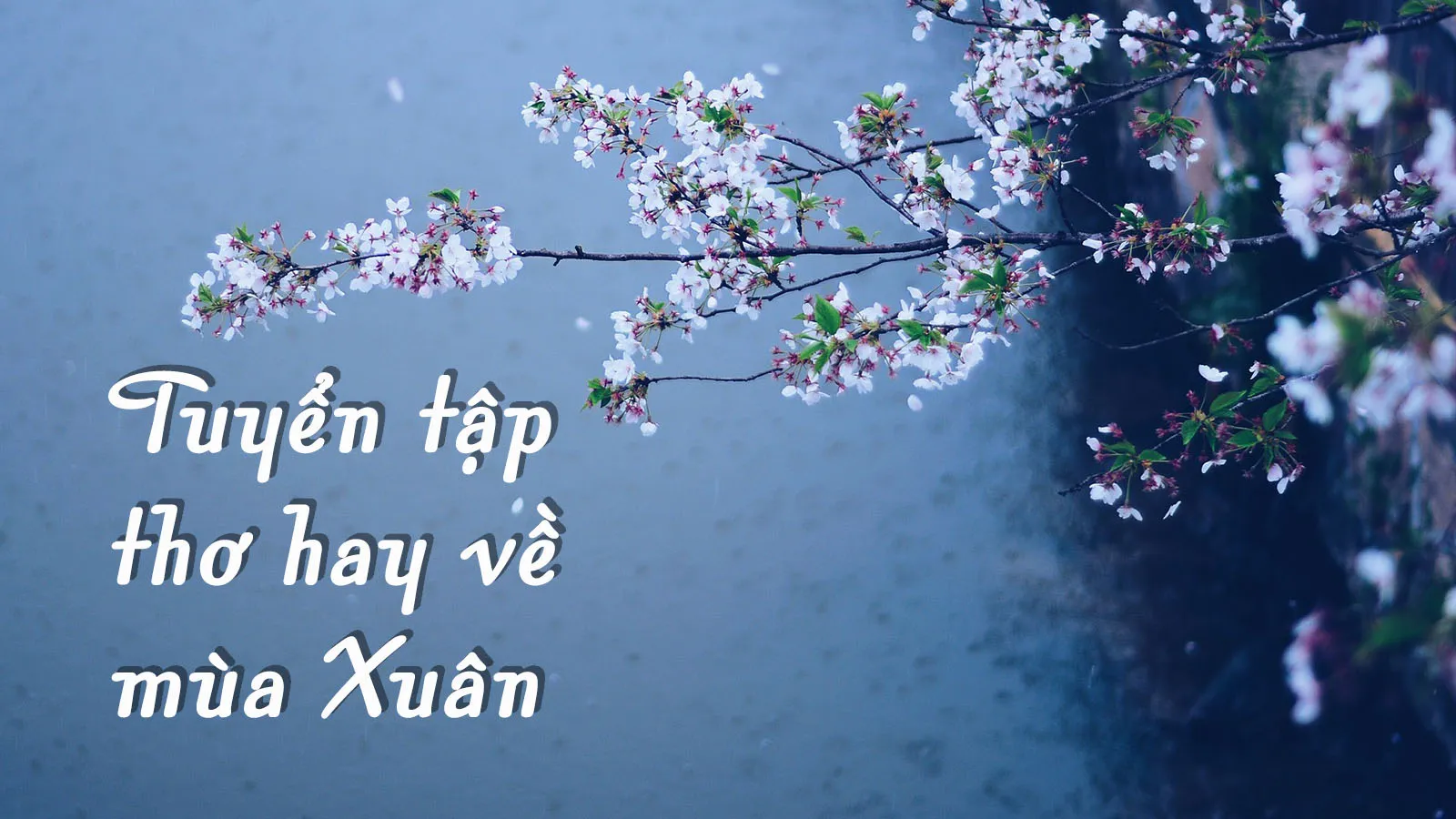 Mùa Xuân Về Đọc Thơ Xuân Các Anh Gallery 1